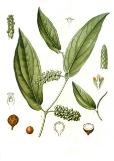 Medicinal plant
