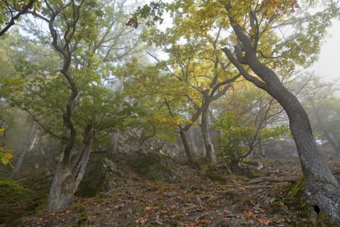 Gnarled oak trees