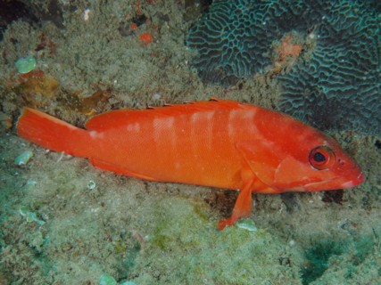 Red blacktip grouper