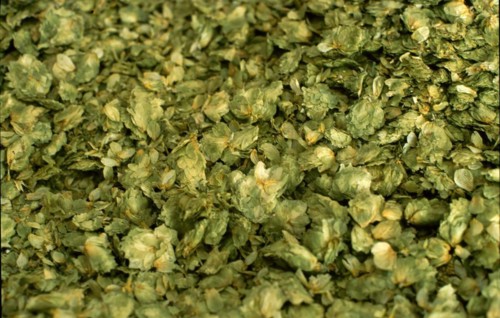 Dried brewers hops