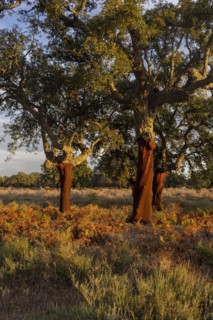 Cork oaks