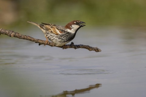 Spanish sparrow