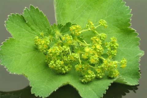 Medicinal plant lady's mantle
