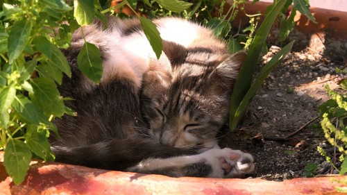Grey and white cat