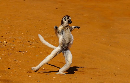 Leaping verreauxi lemur