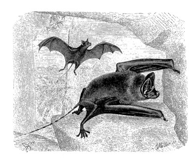 Greater mouse-tailed bat