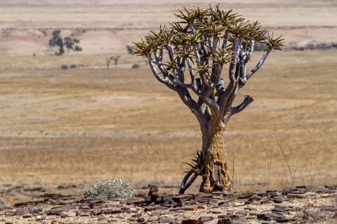 Desert-like landscape with quiver tree