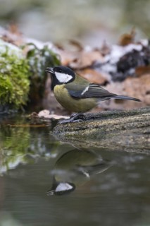 Great Tit