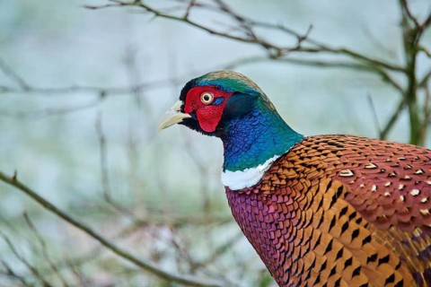 Portrait of a common pheasant
