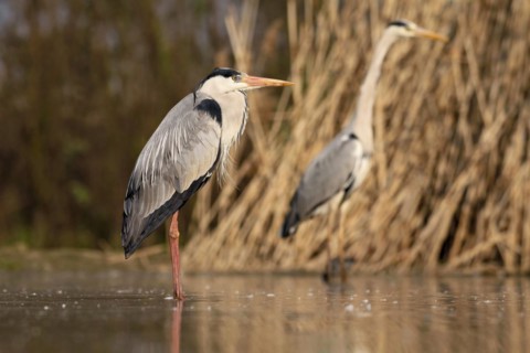 Grey heron