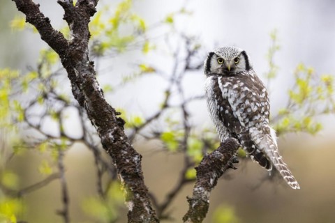 Northern hawk owl