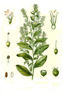 Medicinal plant