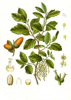 Medicinal plant