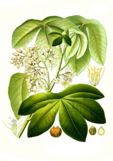 Medicinal plant