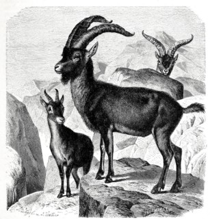 Spanish ibex