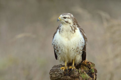 Common steppe buzzard