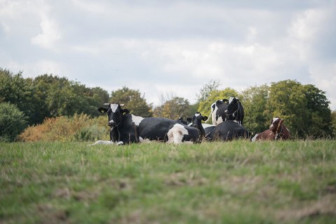 Domestic cattle