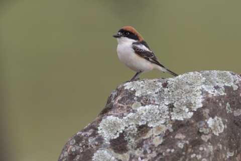 Woodchat Shrike