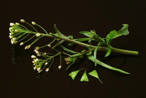 Shepherd's purse