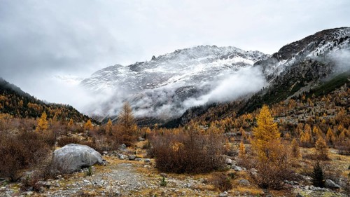 Autumn larch forest in Val Morteratsch