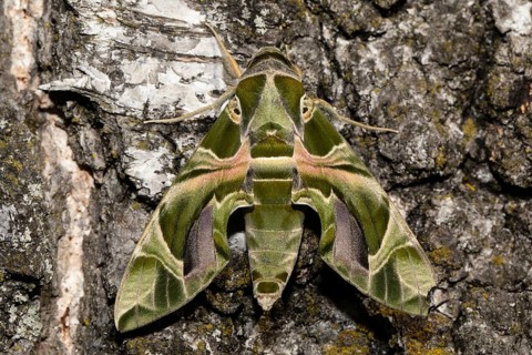 Oleander moth moth with closed wings hanging on tree trunk from behind