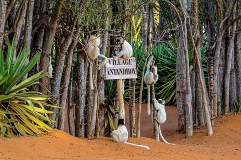 Leaping verreauxi lemur