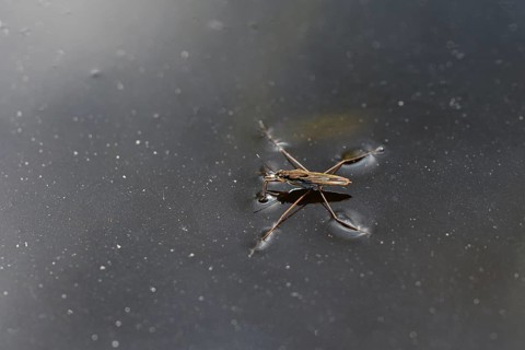 Common pond skater