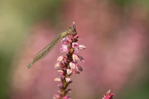 Common blue damselfly