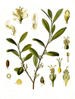 Medicinal plant