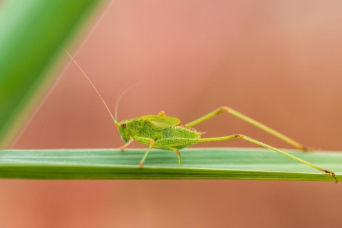 Speckled Bush-cricket