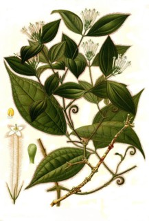 Medicinal plant