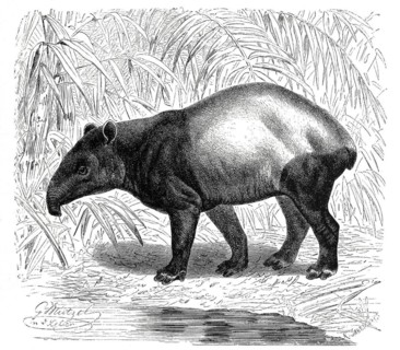 Malayan tapir