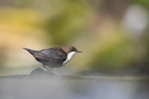White-breasted dipper