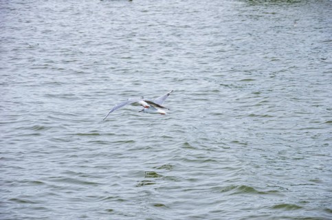 Seagulls flying close above the surface of the Zierker See lake in Neustrelitz