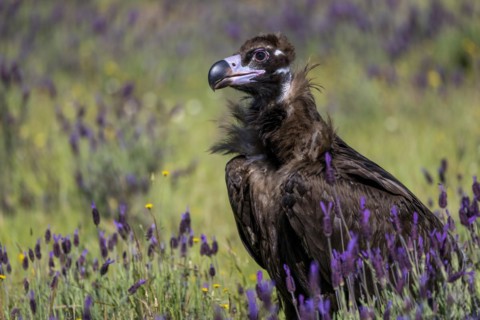 Cinereous vulture