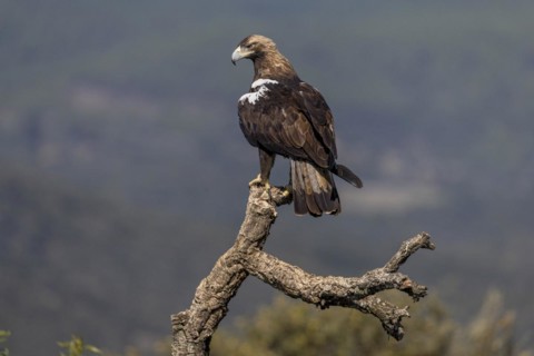 Spanish Imperial Eagle
