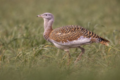 Great bustard