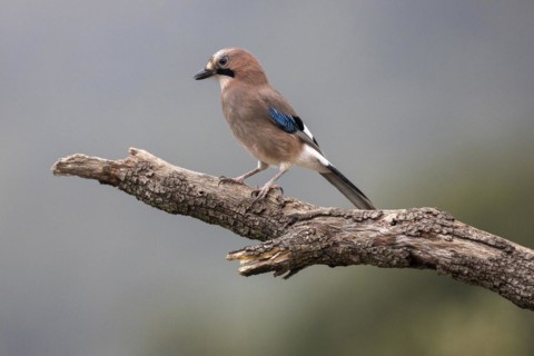 Eurasian jay