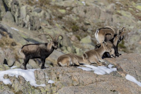 Berien ibex