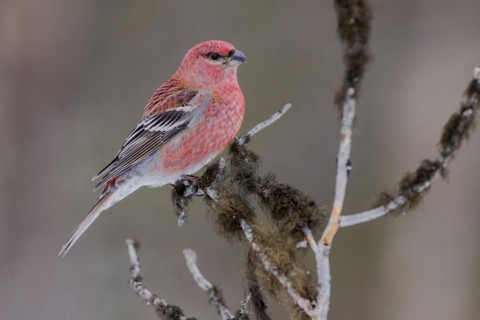 Pine grosbeak