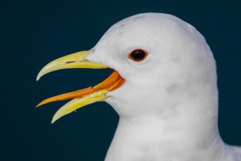 Kittiwake