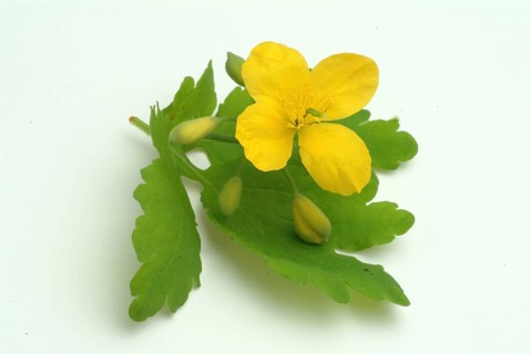 Medicinal plant greater celandine