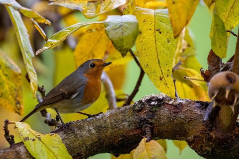 European robin