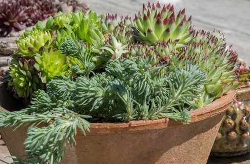 Flowerpot with succulents