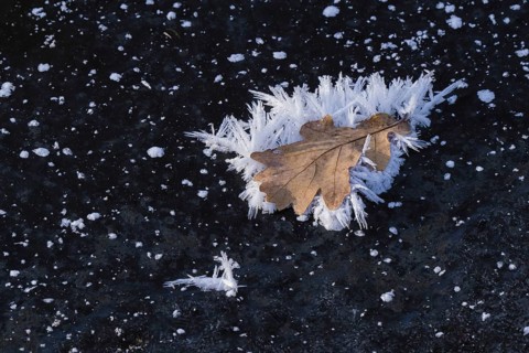 Oak leaf covered with ice crystals on frozen water surface