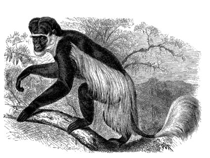 Mantled guereza