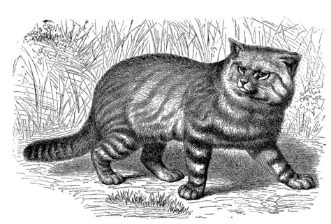 Pampas cat