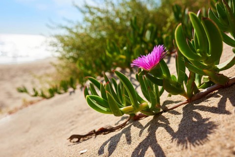 Hottentot-fig