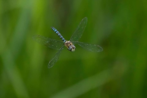 Migrant hawker