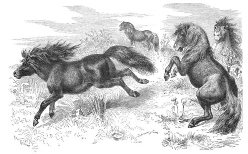 Shetland Pony